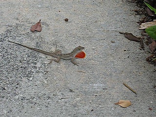Lizard