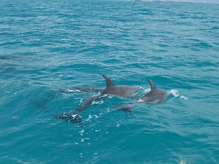 Three dolphins