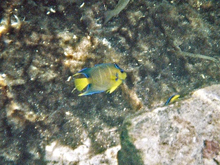Pretty fish