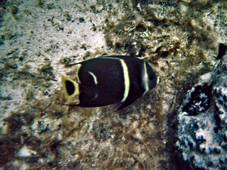 Striped fish