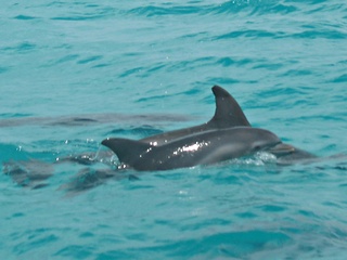Baby dolphin