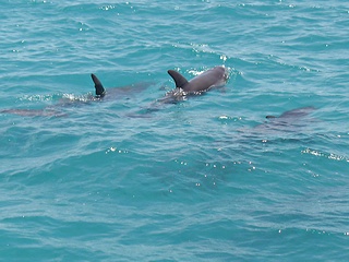 Dolphins