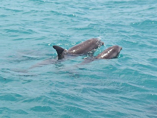 Two dolphins