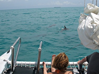 Dolphins near catamaran