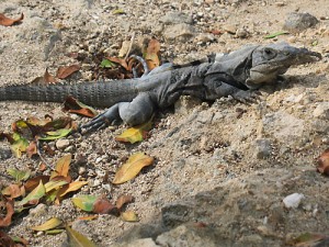 img_2453