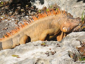 img_2477