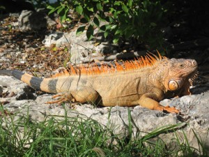 img_2479