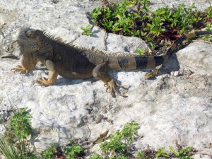 img_2483