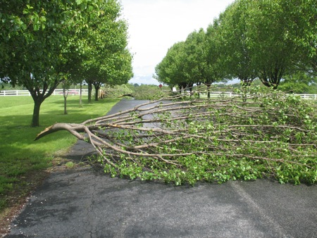 img_2531 Trees blocking main entrance to 3ABN