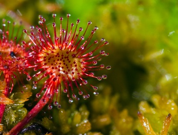 sundew