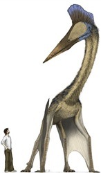 Quetzalcoatlus Quetzalcoatlus