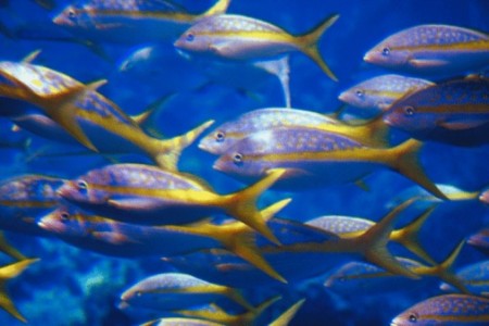 school of fish school of fish