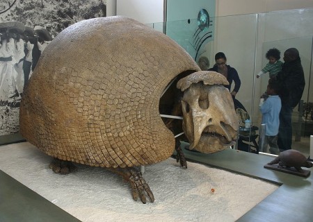 glyptodon glyptodon